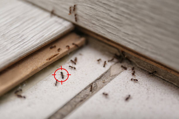 Professional Pest Control in Union Springs, AL